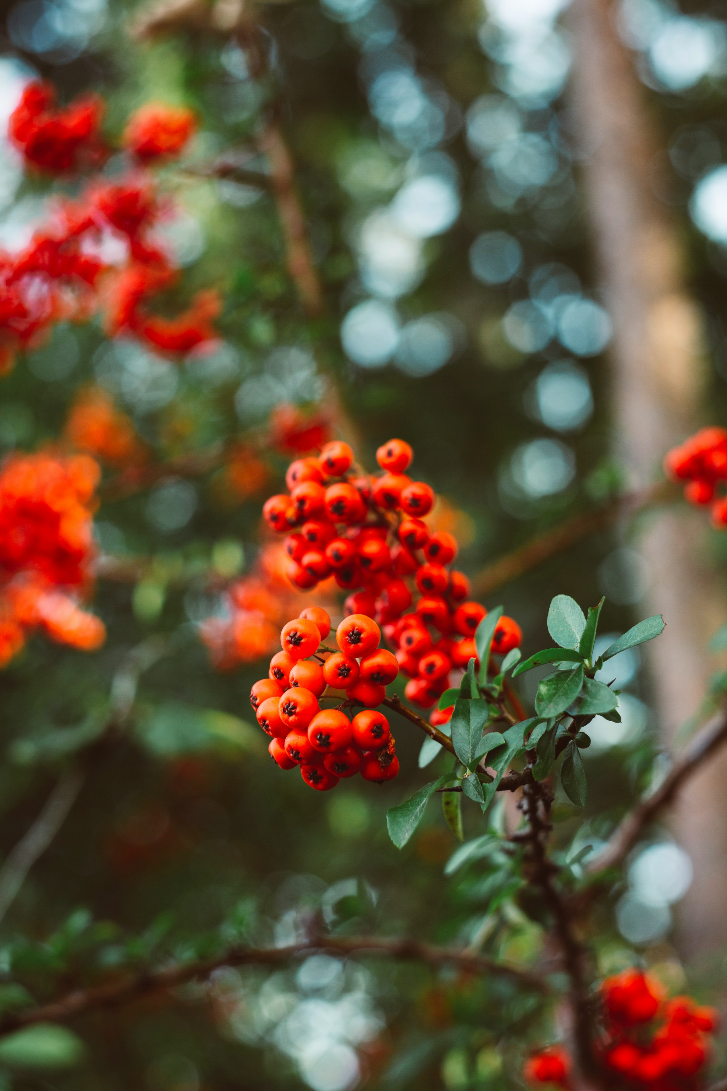 red round fruits on tree during daytime